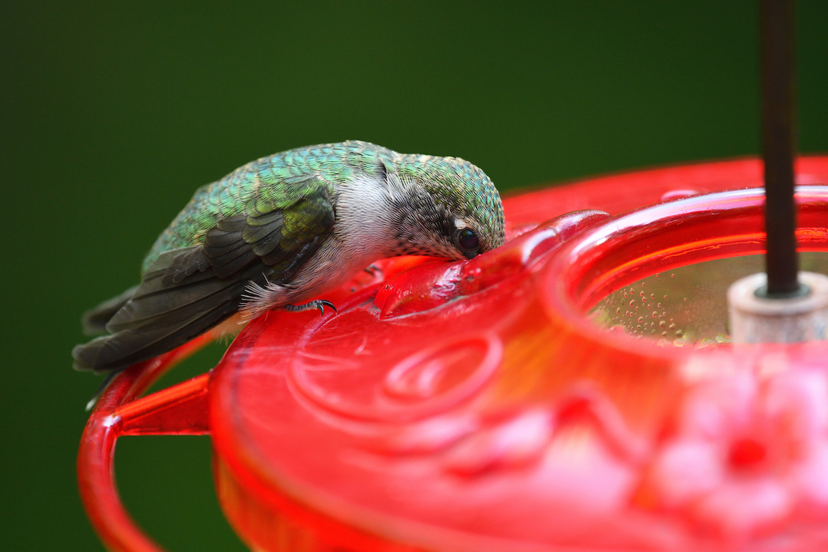 Hummingbird dips his beak into a port in a